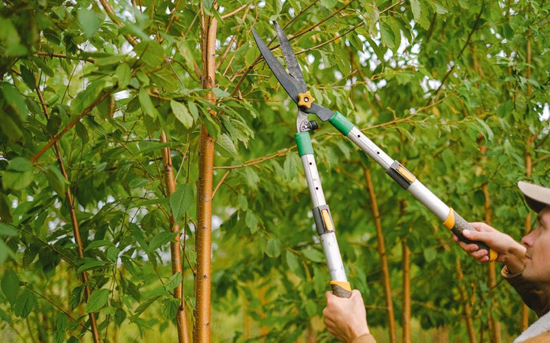 Tree trimming in Rivervale, AR