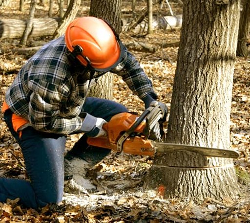 Tree Removal in Rivervale, AR